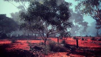 Red Dirt Field With Trees in Australian Bush video
