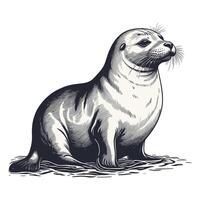 Hand Drawn Seal Illustration vector