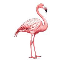 Hand Drawn Flamingo Illustration vector