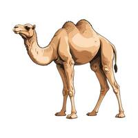 Dromedary Camel Illustration vector