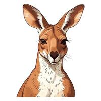 Hand Drawn Kangaroo Hand Drawn Kangaroo Illustration vector