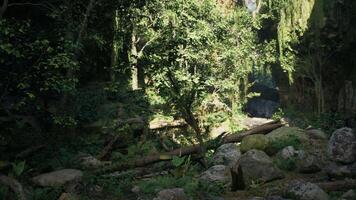 Dense Forest With Trees and Rocks. mountain path video