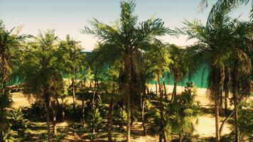 A view of a beach with palm trees in the foreground video