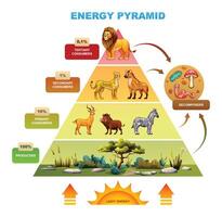 Energy pyramid demonstrating energy distribution with lion, hyena, zebra, producers. Cartoon illustration vector