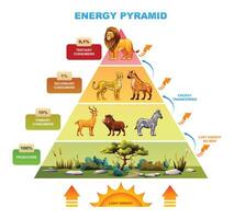 Energy pyramid highlighting energy transfer with lion, cheetah, zebra, producers. Cartoon illustration vector