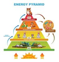 Energy pyramid illustrating the flow of energy through an ecosystem, featuring various consumers and producers. Cartoon illustration vector