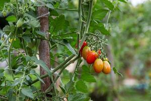 Some ripening date tomatoes in a vegetable garden photo