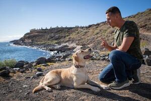 A labrador retriever during a training looks at his trainer who is teaching him to obey photo