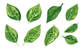 featuring eight different types of green leaves. Each leaf showcases unique shapes and vein patterns. graphic is simple, clean, and vibrant, ideal for nature-themed designs and eco-friendly projects vector