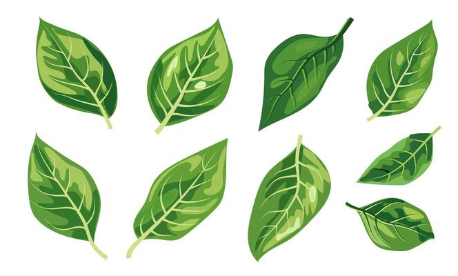 featuring eight different types of green leaves. Each leaf showcases unique shapes and vein patterns. graphic is simple, clean, and vibrant, ideal for nature-themed designs and eco-friendly projects
