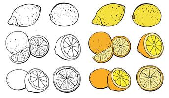 Tropical fruit set. Oranges, pomelo, grapefruit, lemon, half and whole. Collection of delicious citrus fruits designer elements for packaging of juice breakfast health food vector