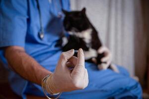 Close-up of a medicine given to a cat during a home doctor visit, copy space on the right photo