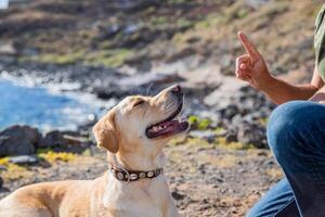 A canine trainer trains a dog to obey his orders, labrador retriever trained. photo