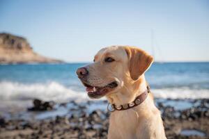 Portrait of a labrador retriever at the beach, copy space on the left photo