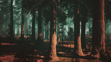 Majestic Sequoia Forest, A Serene Abundance of Towering Trees. dark forest video