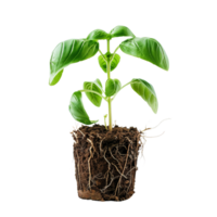 A basil plant with root ball, real photo, stock photography, isolated on a transparent background png
