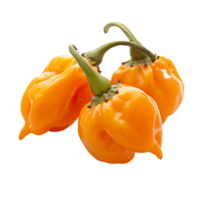 Fresh orange habanero peppers in focus, isolated on a transparent background png