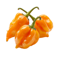 Fresh orange habanero peppers in focus, isolated on a transparent background png