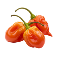 Fresh red habanero peppers in focus, isolated on a transparent background png