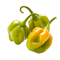Fresh green habanero peppers in focus, isolated on a transparent background png