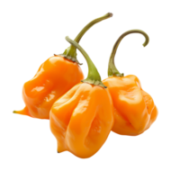 Fresh orange habanero peppers in focus, isolated on a transparent background png