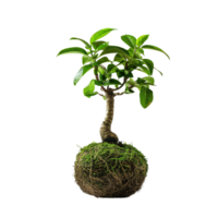 High-definition vertical image of a kokedama bonsai. The composition is focused solely on the plant, isolated on a transparent background png