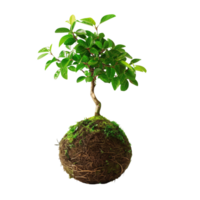 High-definition vertical image of a kokedama bonsai. The composition is focused solely on the plant, isolated on a transparent background png