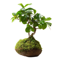 High-definition vertical image of a kokedama bonsai. The composition is focused solely on the plant, isolated on a transparent background png