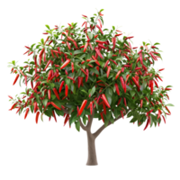 A healthy red chili pepper tree laden with bright red peppers, isolated on a transparent background png