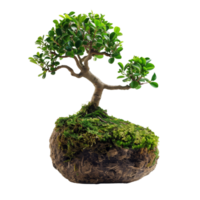 High-definition vertical image of a kokedama bonsai. The composition is focused solely on the plant, isolated on a transparent background png