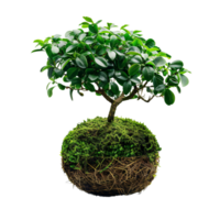 High-definition vertical image of a kokedama bonsai. The composition is focused solely on the plant, isolated on a transparent background png