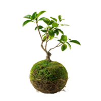 High-definition vertical image of a kokedama bonsai. The composition is focused solely on the plant, isolated on a transparent background png