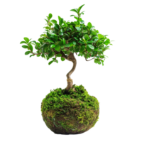 High-definition vertical image of a kokedama bonsai. The composition is focused solely on the plant, isolated on a transparent background png