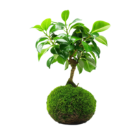 High-definition vertical image of a kokedama bonsai. The composition is focused solely on the plant, isolated on a transparent background png