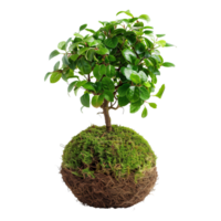 High-definition vertical image of a kokedama bonsai. The composition is focused solely on the plant, isolated on a transparent background png
