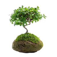 High-definition vertical image of a kokedama bonsai. The composition is focused solely on the plant, isolated on a transparent background png