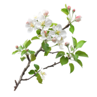 A blossoming apple tree branch isolated on a transparent background png