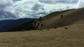 Aerial view of a herd of cows in freedom in the mountains of Rasos Peguera. video