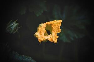 yellow pumpkin flower in a summer garden against a background of green leaves photo