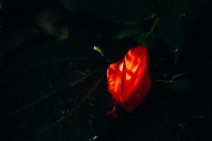 red hibiscus flower in the garden in the sunshine photo