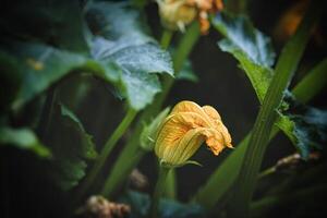 yellow pumpkin flower in a summer garden against a background of green leaves photo
