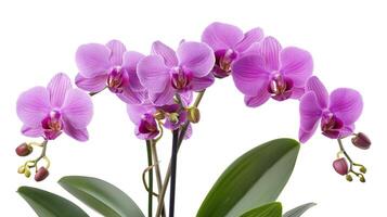 Purple moth orchids in bloom close up photo isolated on a white background