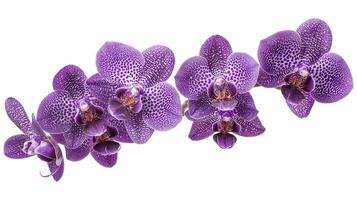 Purple moth orchids in bloom close up photo isolated on a white background