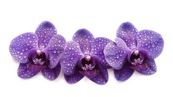 Purple moth orchids in bloom close up photo isolated on a white background