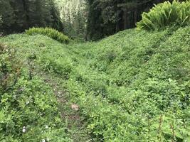 Trekking towards Pin Pass Trek in Himachal Pradesh, India photo