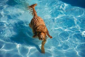 Golden Doddle Dog in Pool photo