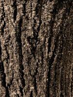 vertical fairytale dense forest nature background tree bark texture photo