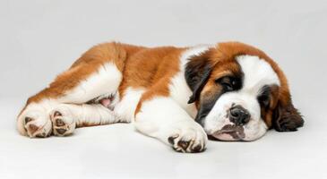 Adorable Saint Bernard Puppy Sleeping On White Background photo