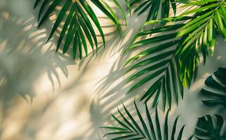 Sunlight Filtering Through Palm Leaves on a Wall photo