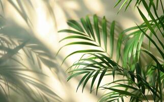 Sunlight Filtering Through Palm Leaves on a Wall photo